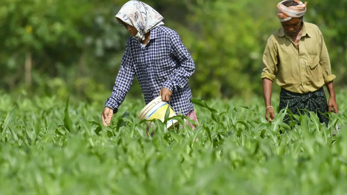 Year around maize production becomes reality with modern farming techniques
